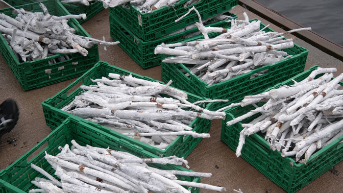 Tree branches in plastic boxes.