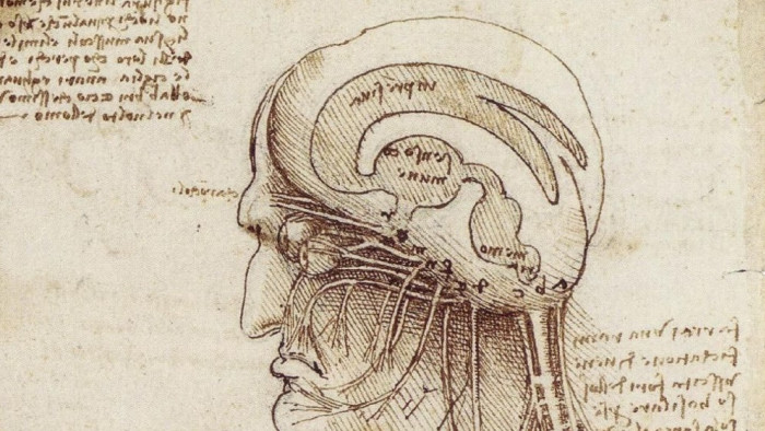 Dibujo de un cerebro humano