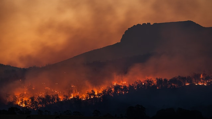 Incendi en un bosc