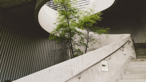 A tree and circular stairs