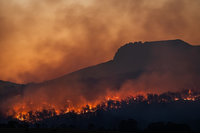 Fire in a forest